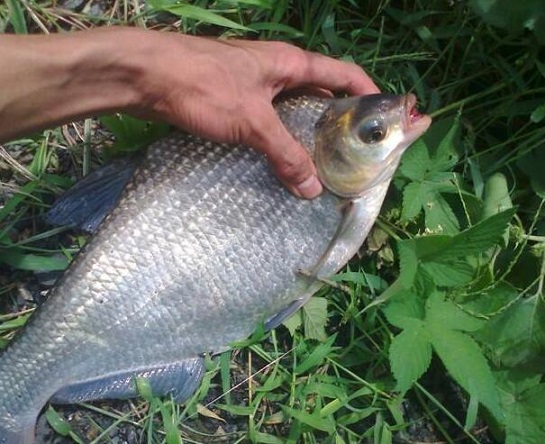 润肺补肾吃什么食物好？如何饮食